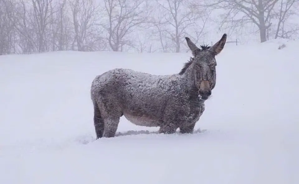 Anche gli animali sono rimasti bloccati nella neve