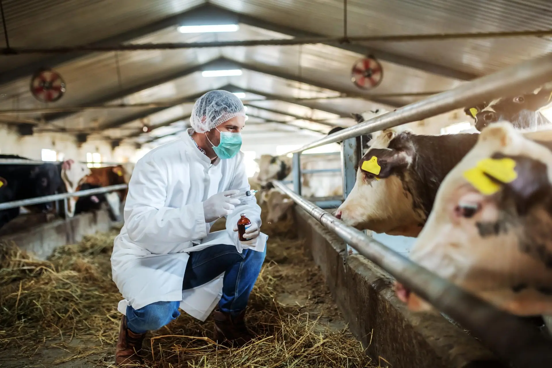 Un nuovo focolaio di dermatite nodulare contagiosa in Sardegna