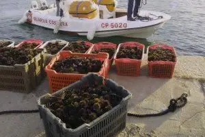 Sequestro di ricci di mare  - foto archivio