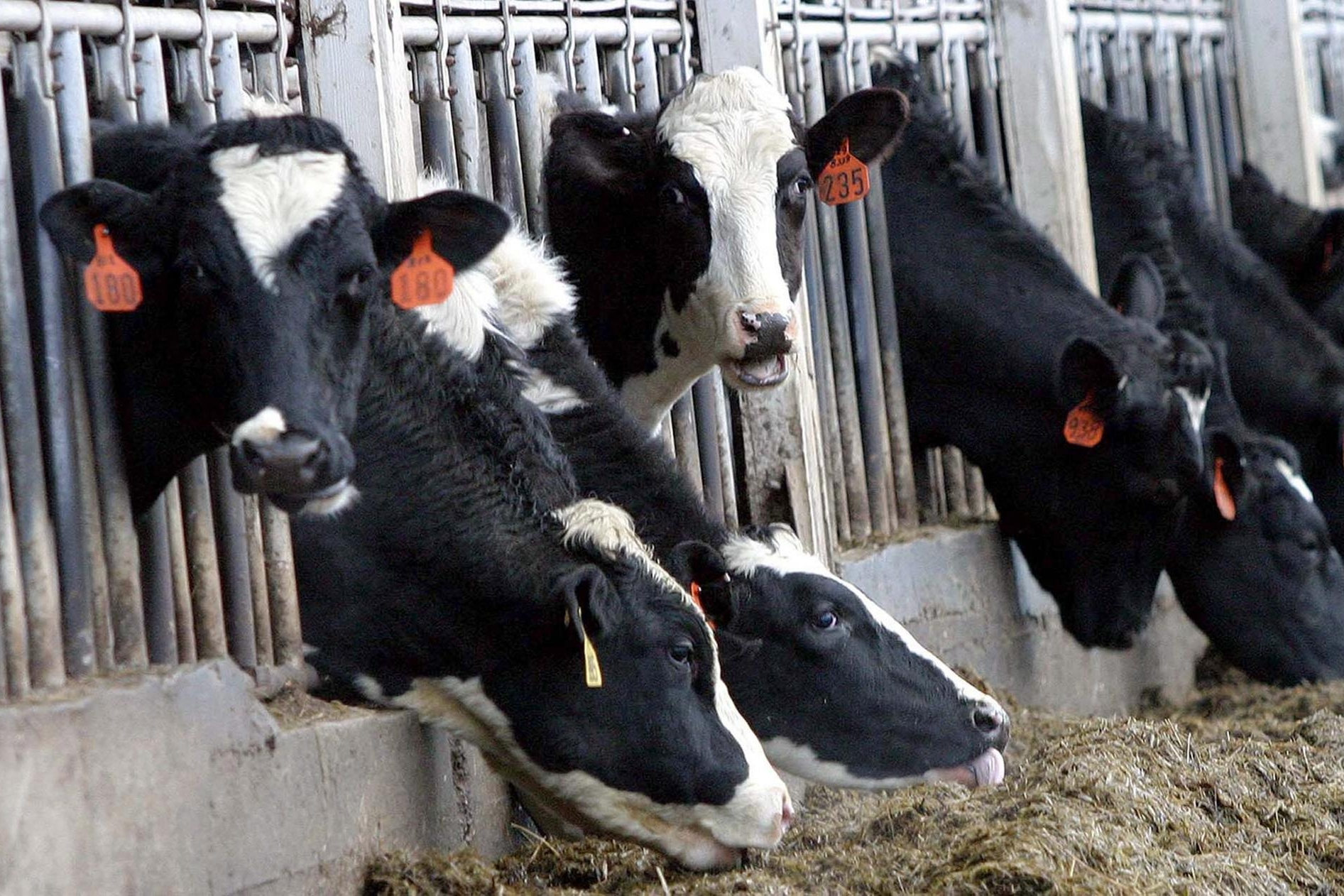Non è fantascienza: il latte del futuro manderà in pensione le mucche
