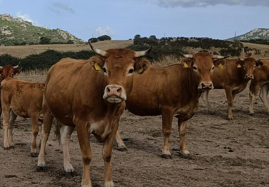 La dermatite blocca 14 aziende agricole