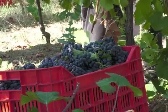 Caldo record, già si vendemmia nell'Oltrepo Pavese: "Mai a luglio"