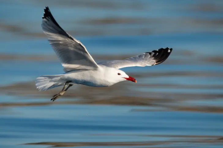 (foto Parco La Maddalena)