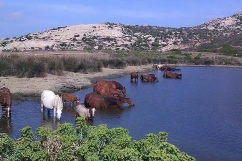Cavalli all'Asinara