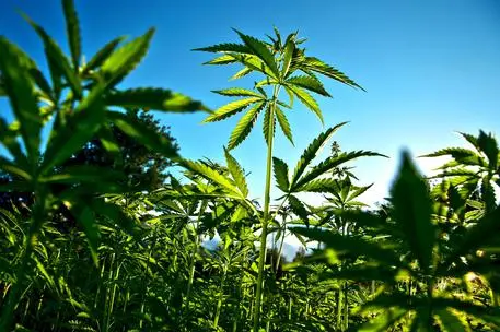 Una piantagione di marijuana (foto Ansa)