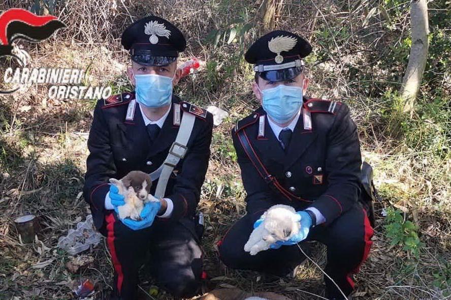 I militari con alcuni dei cuccioli abbandonati (foto carabinieri)
