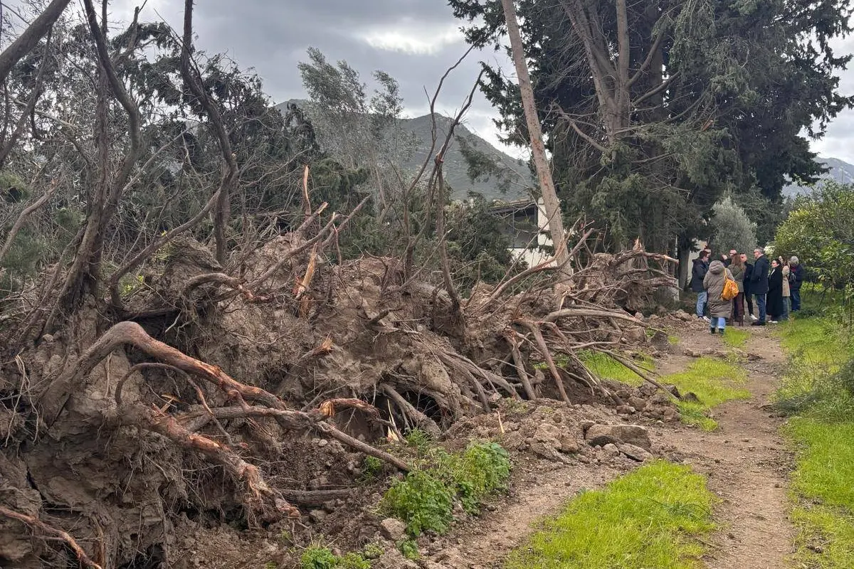 Alberi caduti a Muravera (foto Agus)