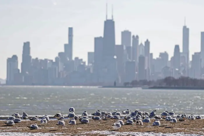 epa09679281 Gulls sit by the lakeshore of Lake Michigan warming themselves in the sun in Chicago, Illinois, USA, 11 January 2022. Temperatures in the area have been below freezing for most of January. EPA/TANNEN MAURY