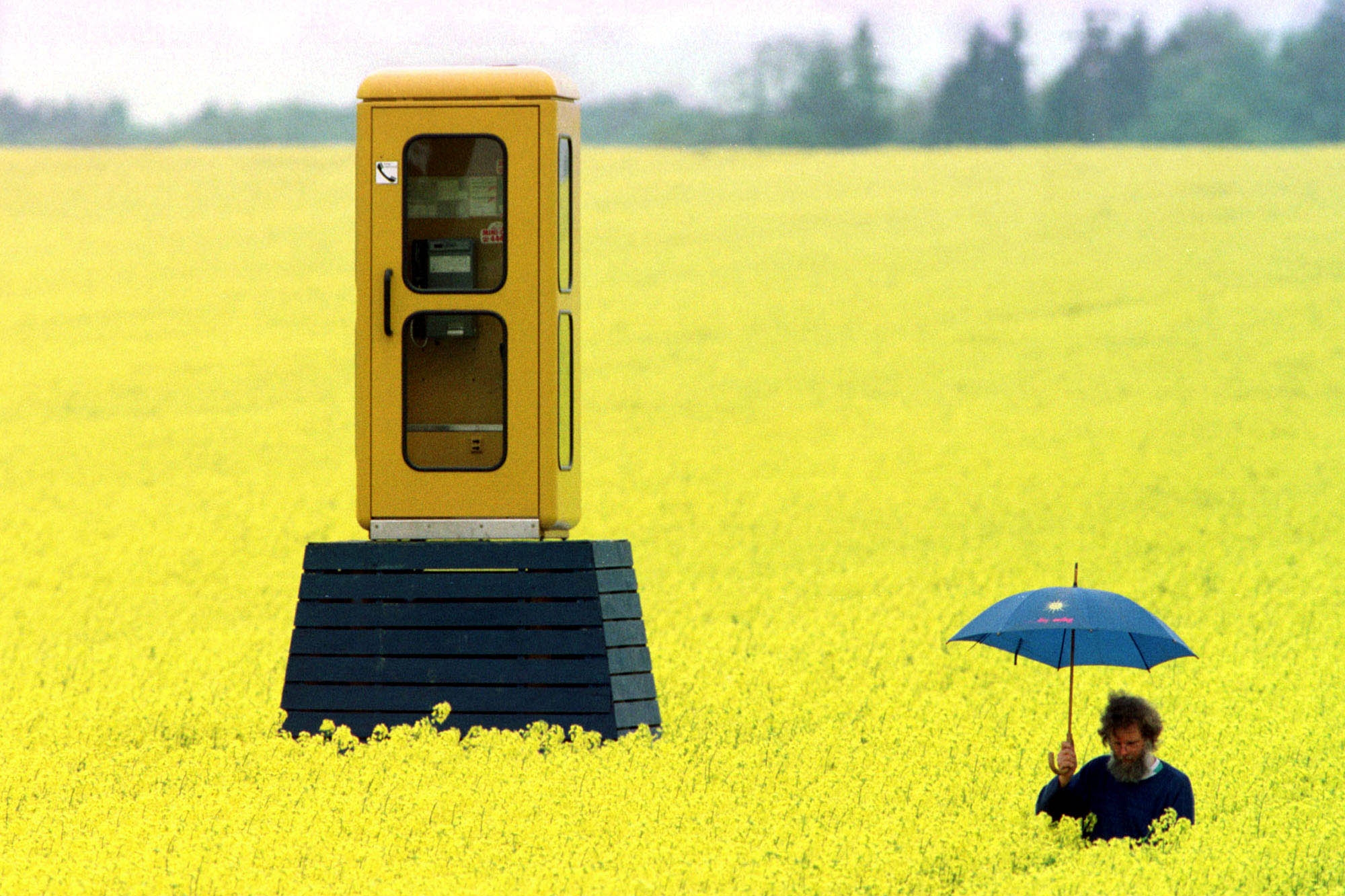 Una cabina telefonica in un campo di fiori gialli (archivio)