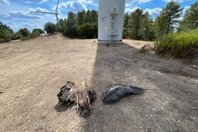 Il grifone ucciso