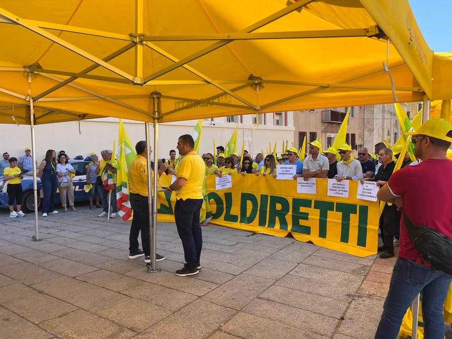 Grano e olio sotto i costi di produzione, l’allarme di Coldi