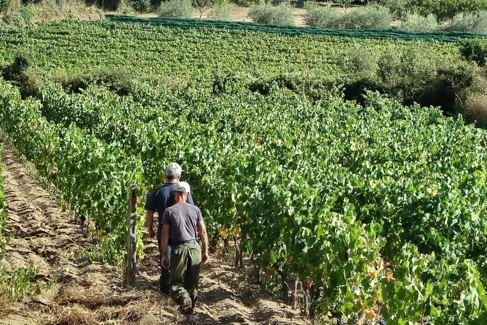 Una vigna nella regione del Monte Acuto