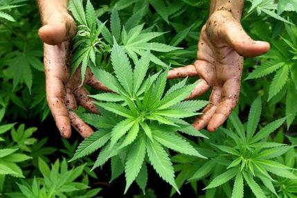Piantagione di cannabis con allaccio abusivo per l’irrigazione: la scoperta in Ogliastra