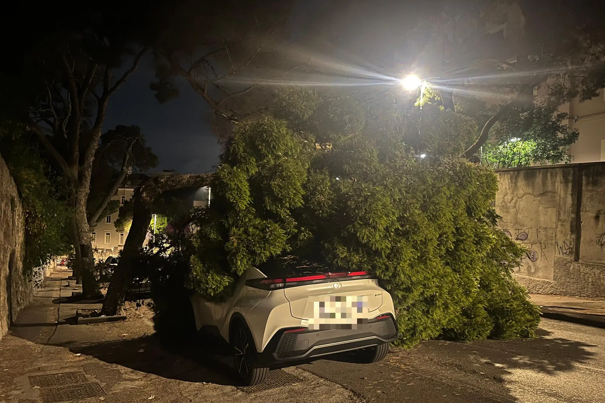 Il pino caduto in viale Sant'Ignazio (Foto: Umberto Zedda)