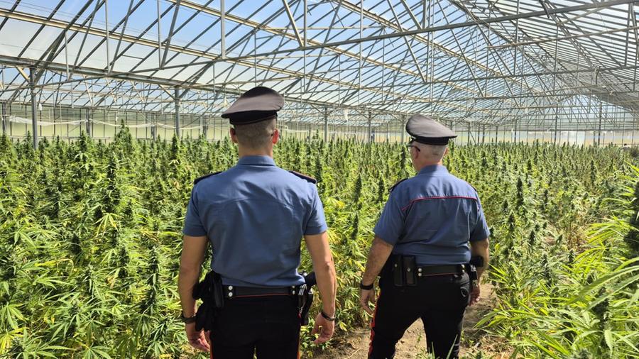 Dolianova, diecimila piante di cannabis nascoste in una serr