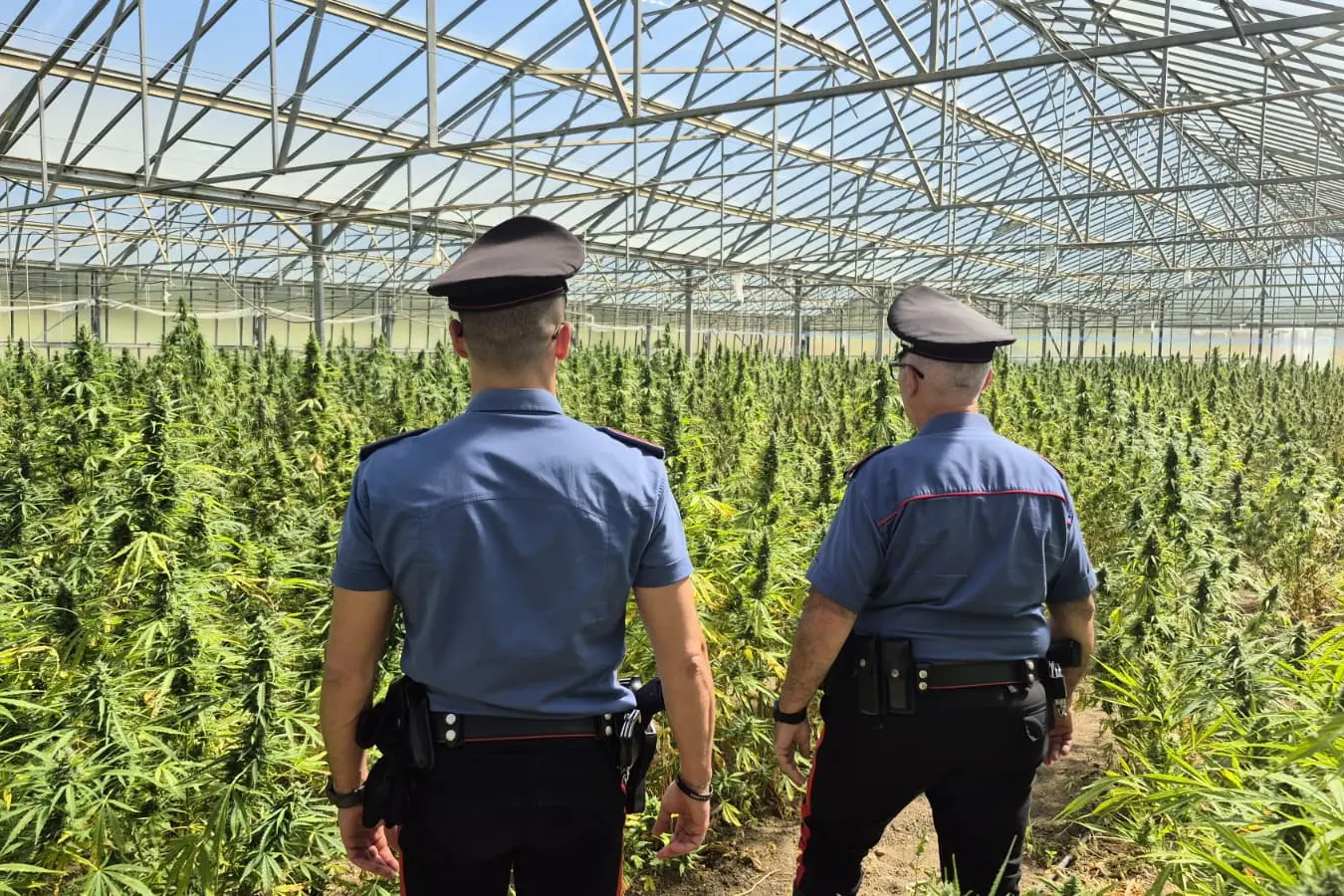 La piantagione a Dolianova (foto carabinieri)