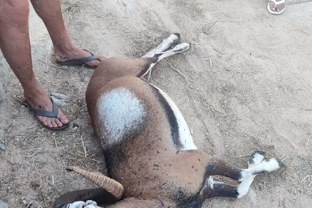 Il muflone aggredito a Golfo Aranci (foto Ansa)