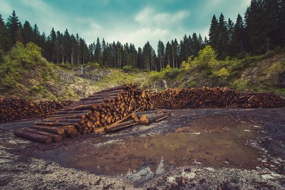 Foreste e legna (foto sito Pixabay a uso libero)