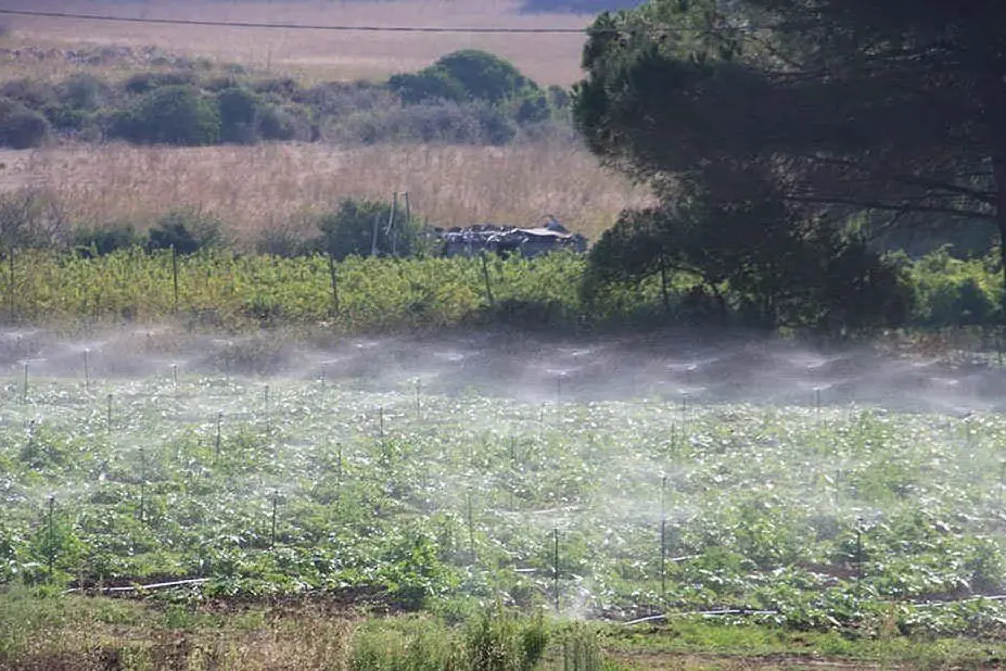 L'irrigazione dei carciofi