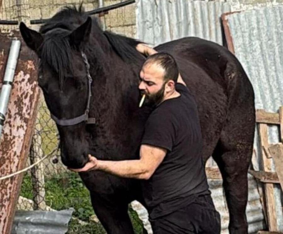 Una cavalla uccisa e decapitata a Siurgus Donigala
