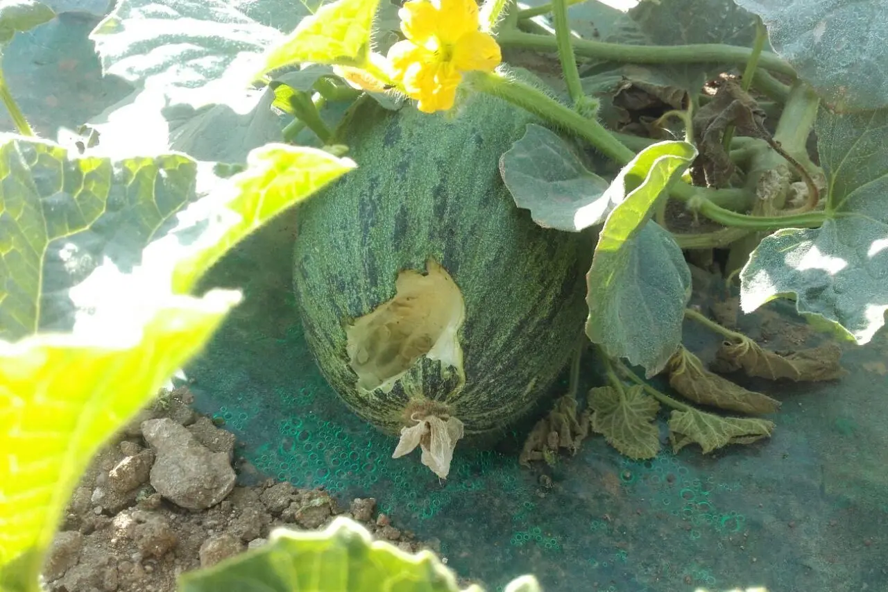 La frutta danneggiata dalla fauna selvatica (Foto concessa)