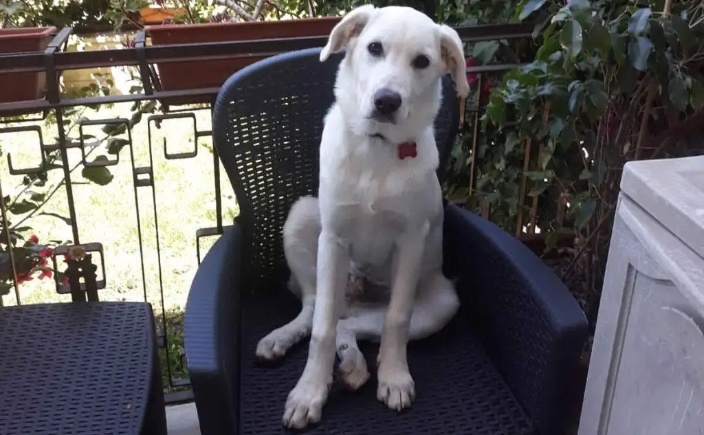 Rocky, trovato dentro un buco in campagna a Settimo San Pietro quando aveva un mese. Lo scatto inviato da Simone Capra, Cagliari