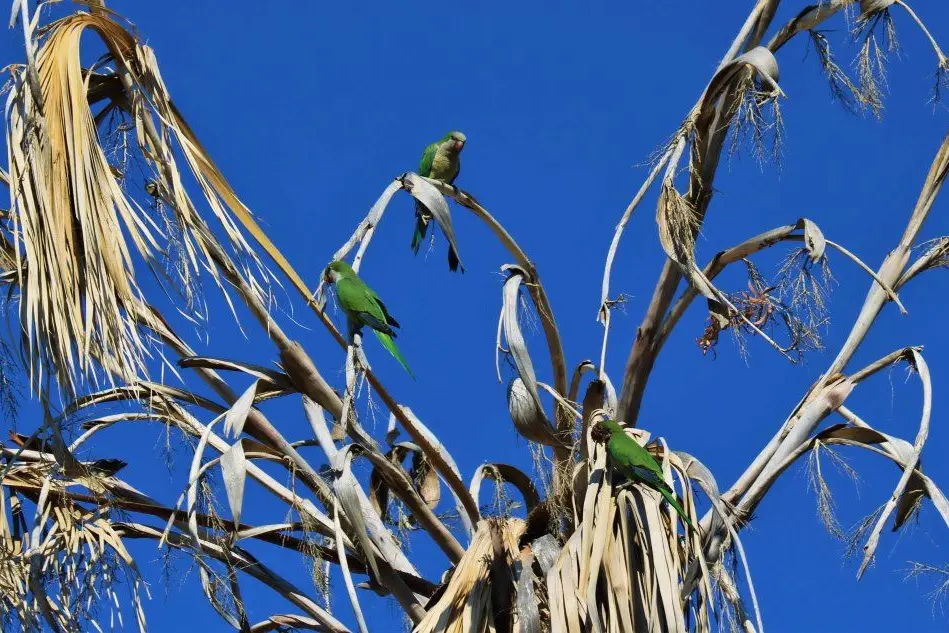 Gli uccellini su una palma (foto L'Unione Sarda - Andrea Serreli)