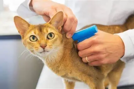 Un gatto (foto del Comune di Cabras)