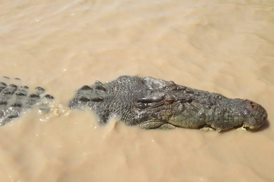 Paura in Australia dove i coccodrilli hanno invaso la città di Townsville