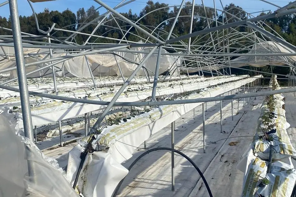 Una serra danneggiata (Foto Regione Sardegna)