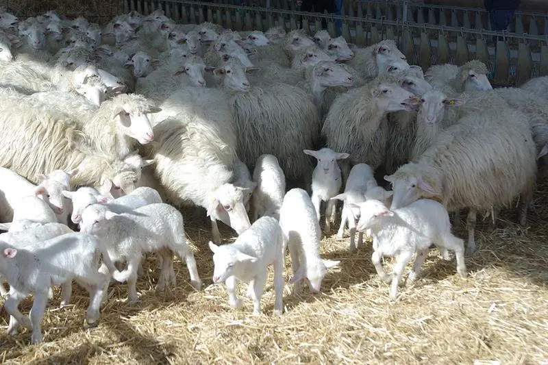 Un gregge di pecore (foto archivio)