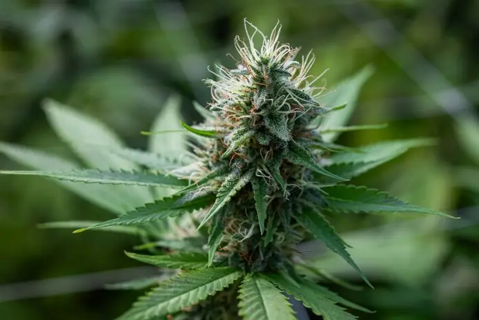 Coltivazione di cannabis legale (foto Ansa)