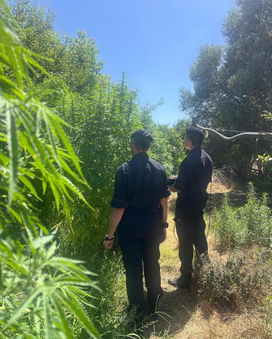 Bosco di marijuana nell’agrumeto