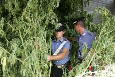 Carabinieri in una piantagione di marijuana