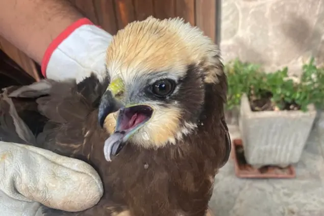 Il Falco della Palude recuperato a Florinas (foto concessa)