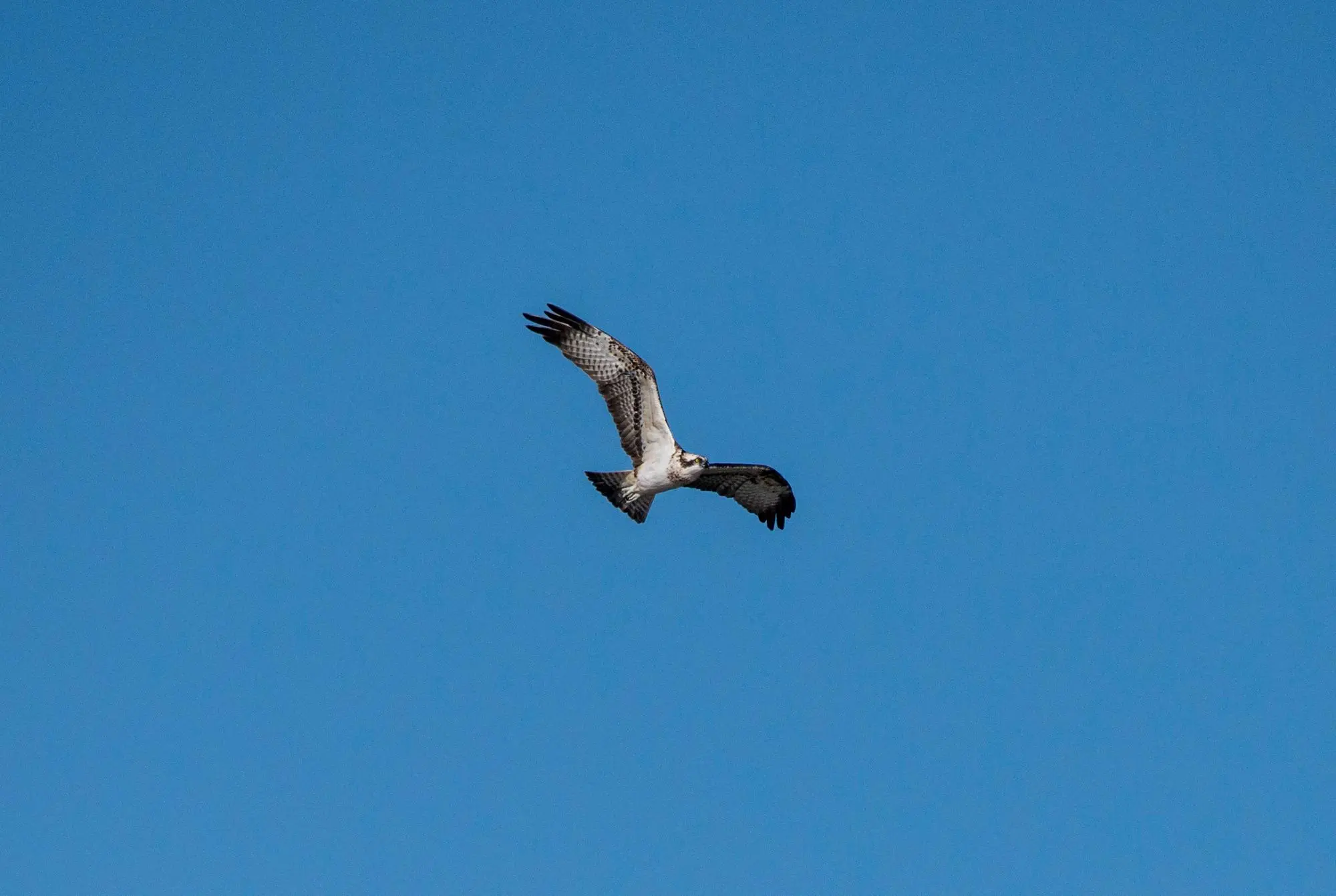 Il falco pescatore