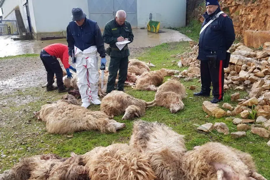 Le pecore uccise (foto Coldiretti)