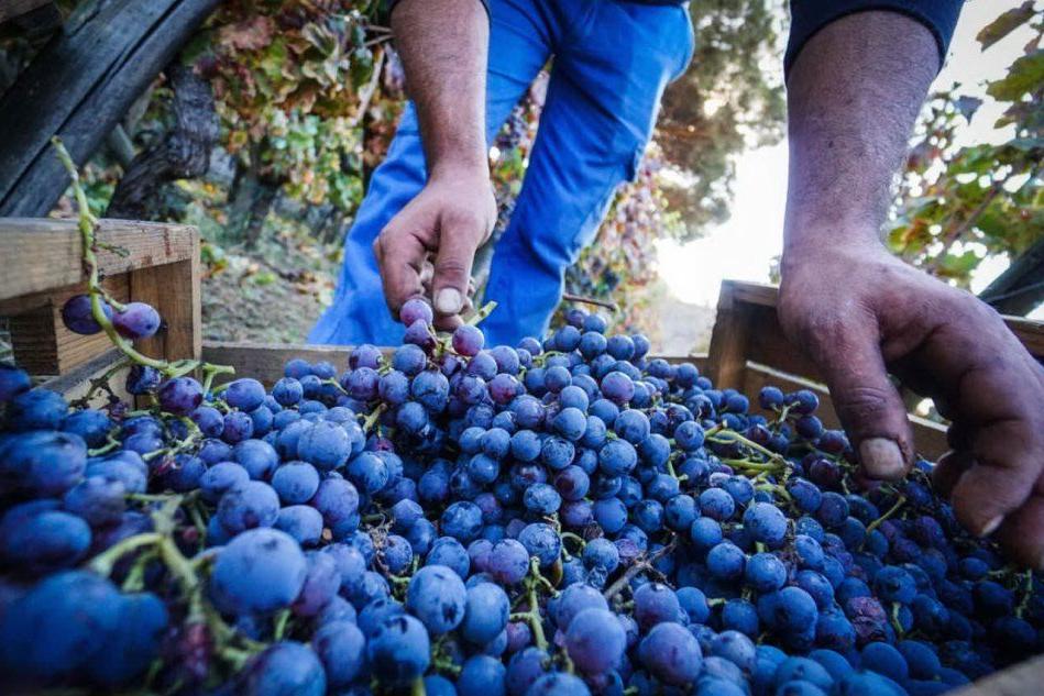 Aziende sarde del vino, un bando per finanziare la promozione all'estero