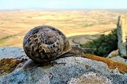A Mandas vietata la raccolta delle lumache