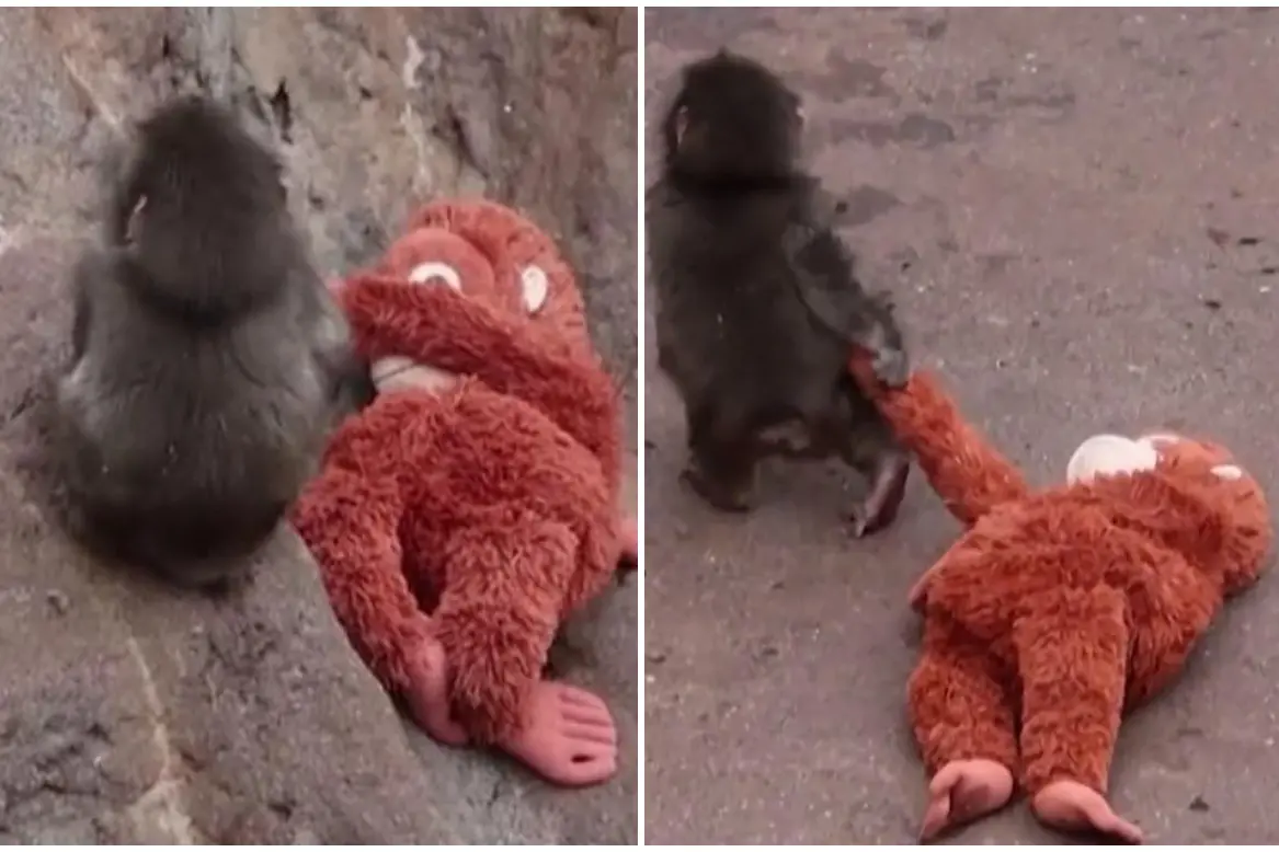 Il cucciolo Punch con il peluche (frame da video Ansa)