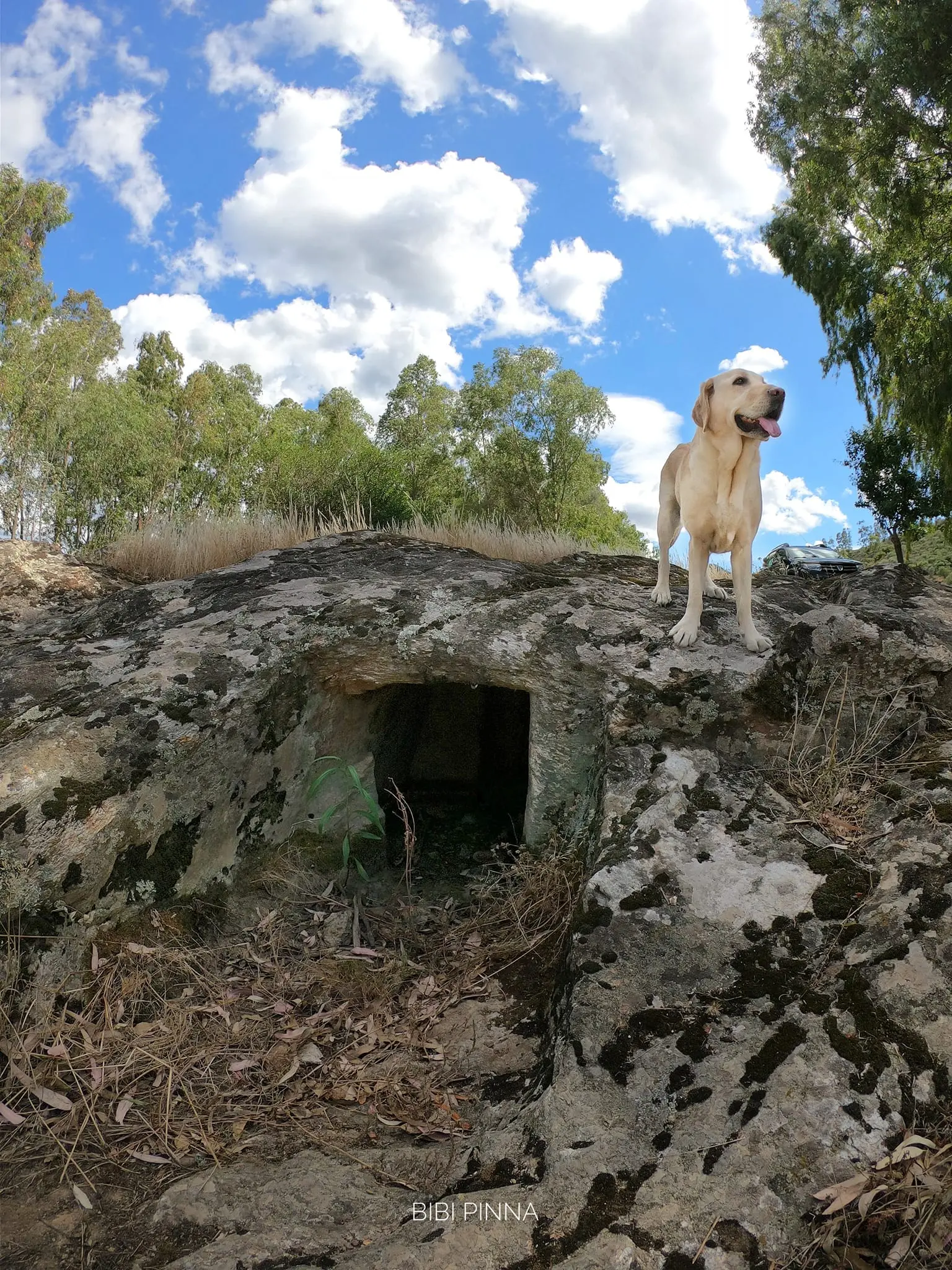 Il labrador Farah in uno dei siti archeologici visitati dalla coppia di fotografi