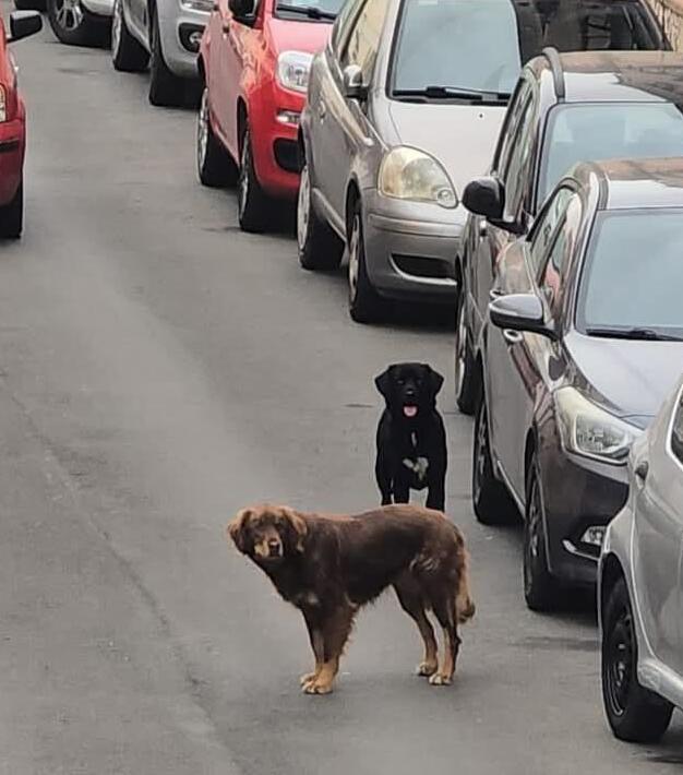 Gatto ucciso per strada: allarme cani vaganti