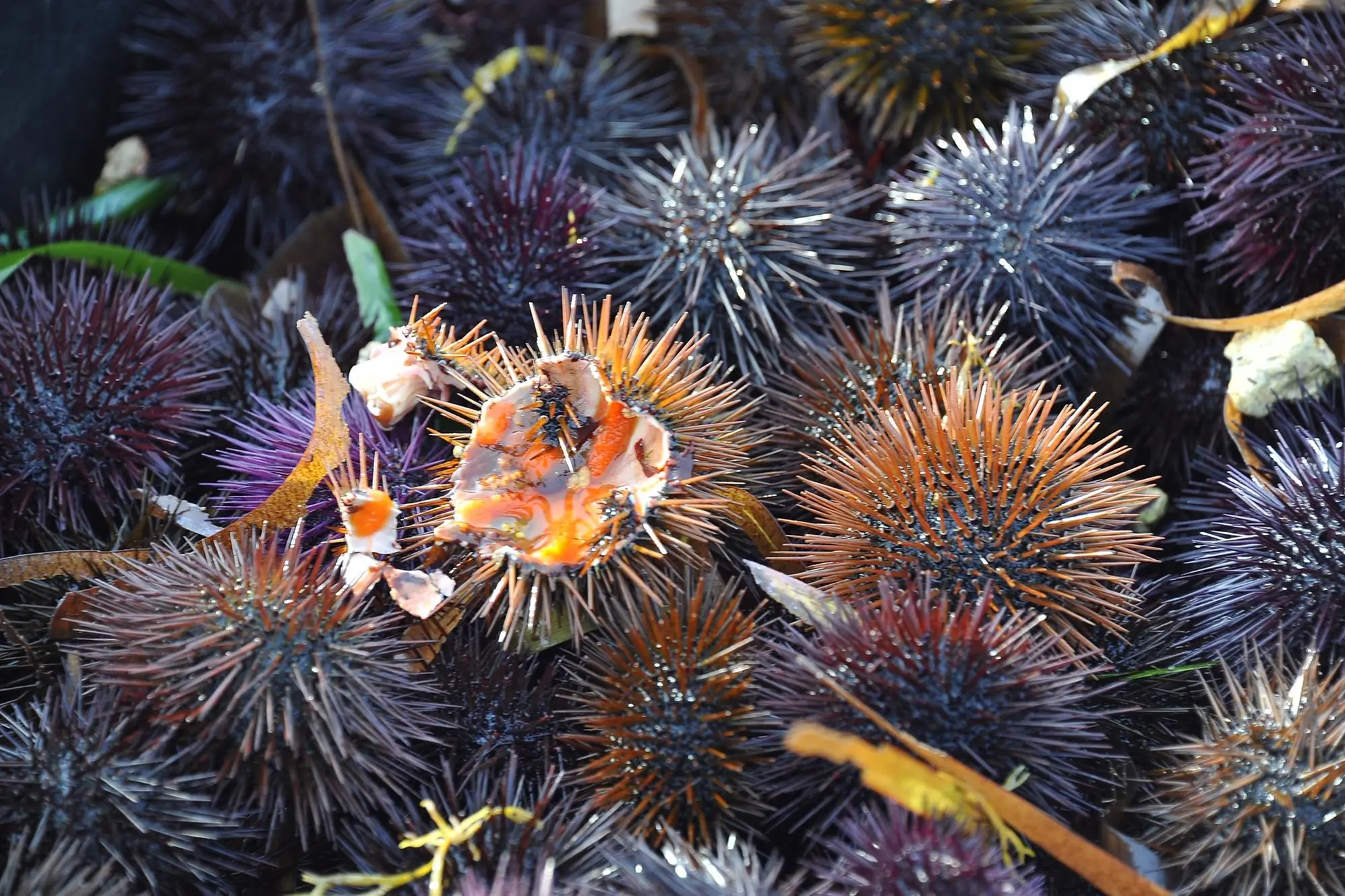 Pesca dei ricci prorogata fino al 16 maggio in Sardegna