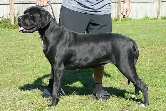 Un cane di razza corsa (foto Wikipedia)