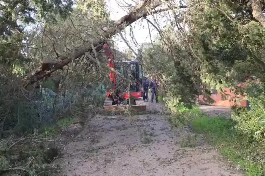 Alghero, barracelli al lavoro dopo la caduta di decine di alberi. Chiusa la 291