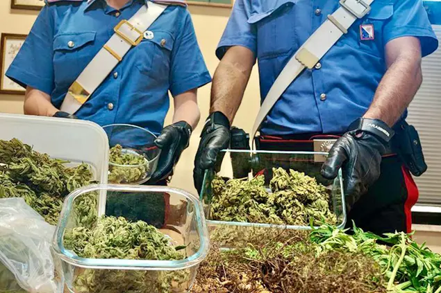 La marijuana trovata nella casa dell'uomo, a Serrenti (L'Unione Sarda)