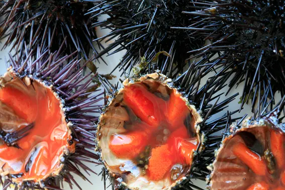 Ricci di mare (foto Ansa)