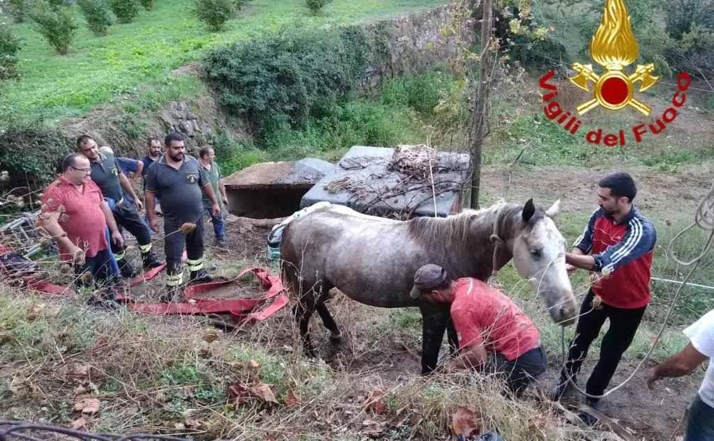 La cavalla finalmente salva... (foto l'Unione Sarda)