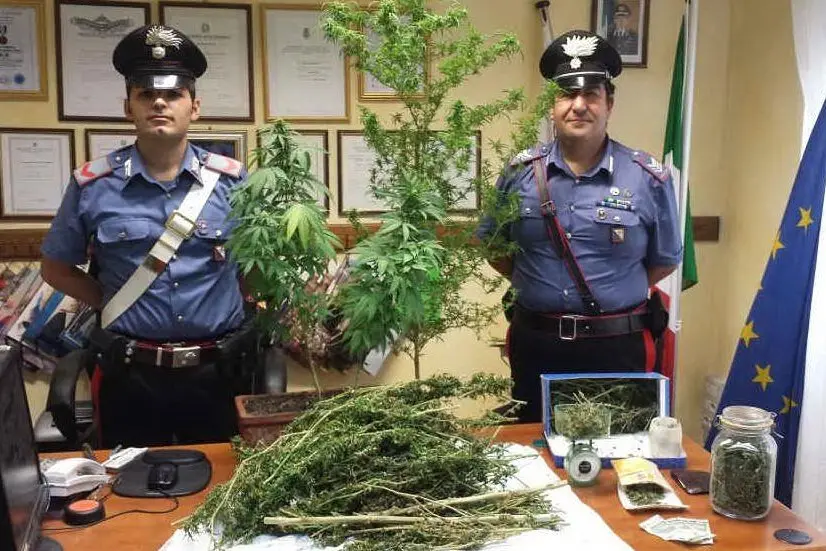 Le piantine e le sostanze sequestrate dai carabinieri
