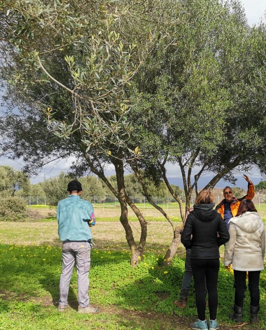 Molentargius, ottanta olivi messi a dimora nella piana di Is Arenas